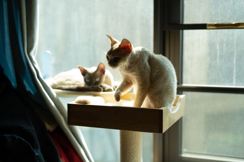Two Devon Rex cats enjoy the sunlight by a window, perched comfortably indoors.