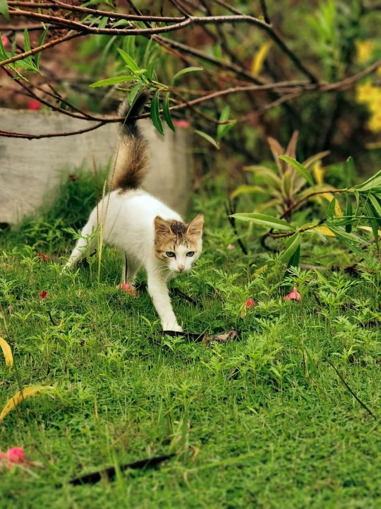Adorable white cat with brown spots exploring a vibrant green garden on a sunny day.