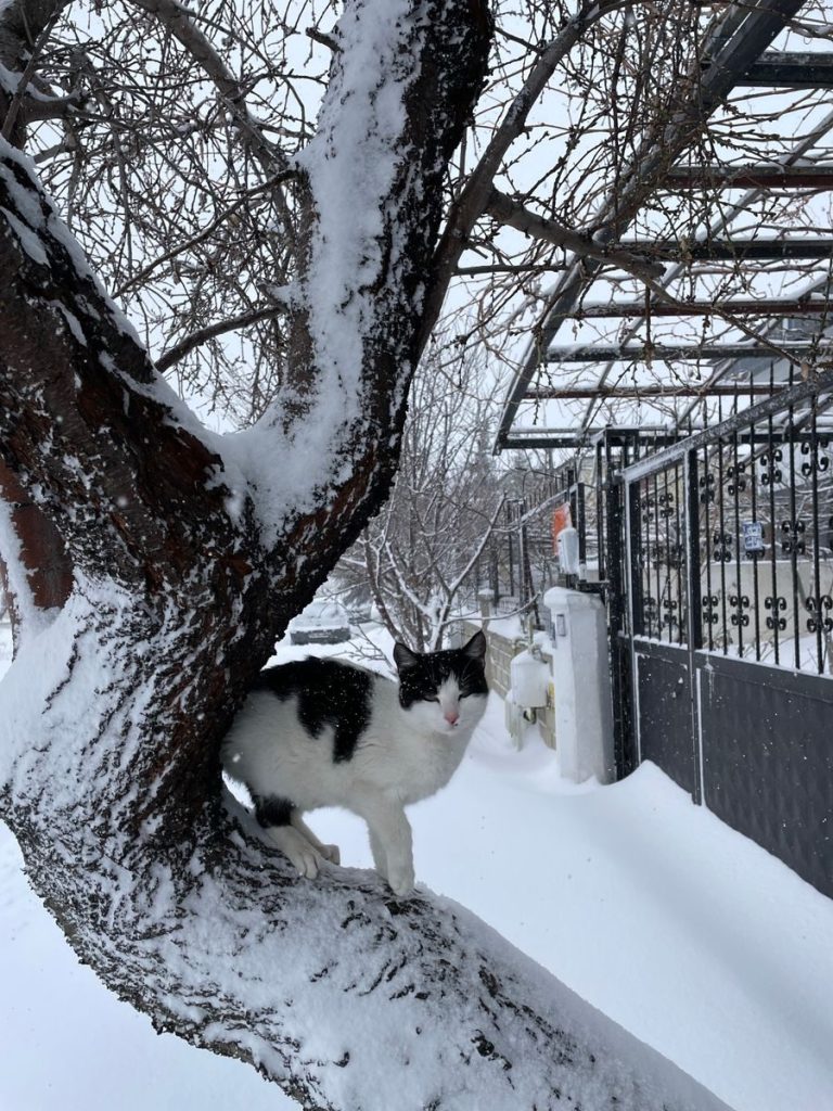 A black and white cat perched on a snowy tree in a wintery outdoor setting.