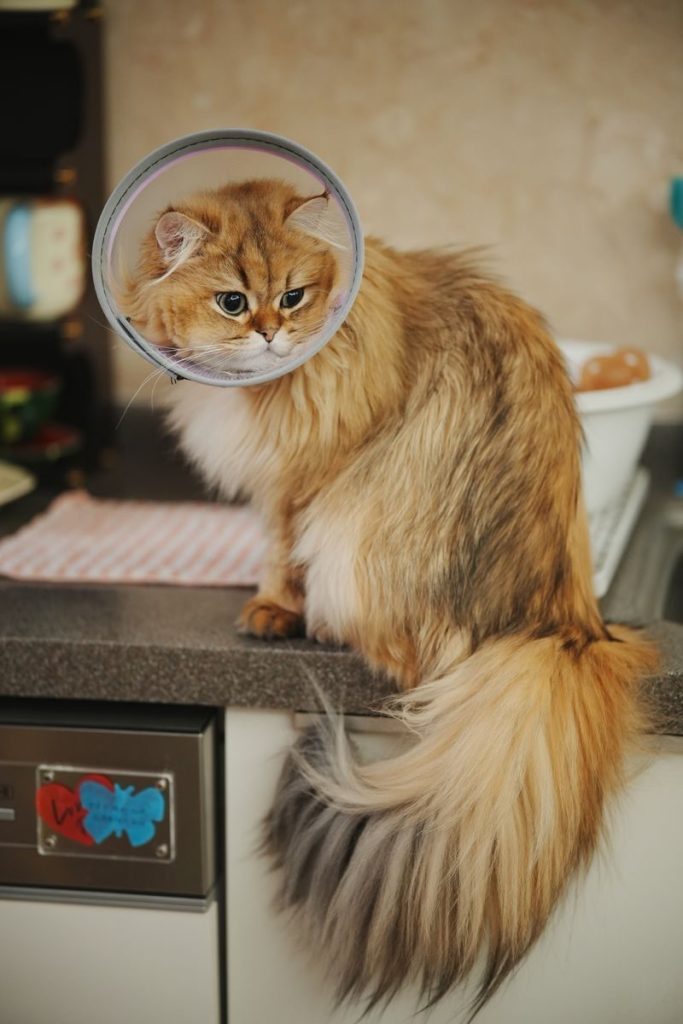 Fluffy Persian cat with a protective cone sitting on a kitchen counter indoors.
