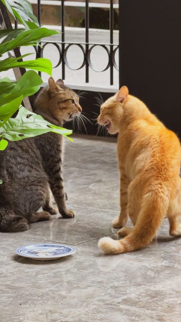 Two cats, an orange and a tabby, facing off indoors on a sunny day in Bandung