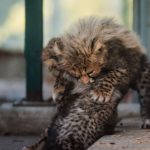 Two cheetah cubs playing playfully together, showcasing their youthful energy and cuteness in an outdoor setting.