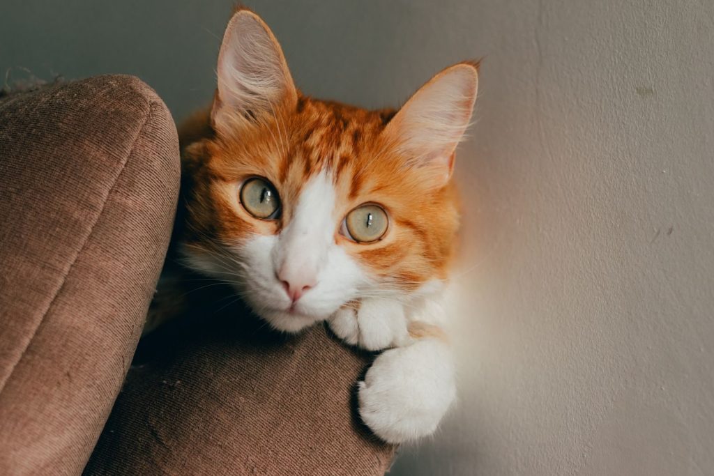 A cute ginger cat with bright eyes resting on a sofa indoors, looking playful and cozy.
