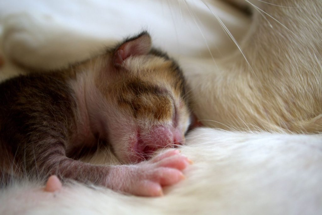 Adorable newborn kitten snuggled up with mother cat, portraying warmth and tenderness.