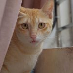 Orange tabby cat peeking out from behind curtains indoors near window.