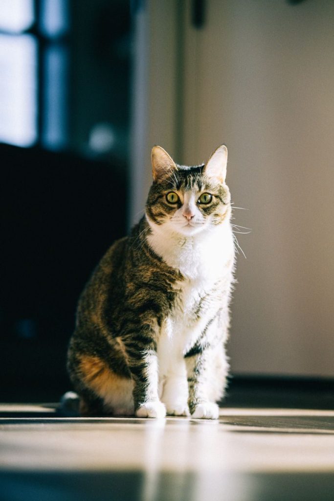 A domestic tabby cat sits indoors with sunlight streaming in, creating a serene atmosphere.