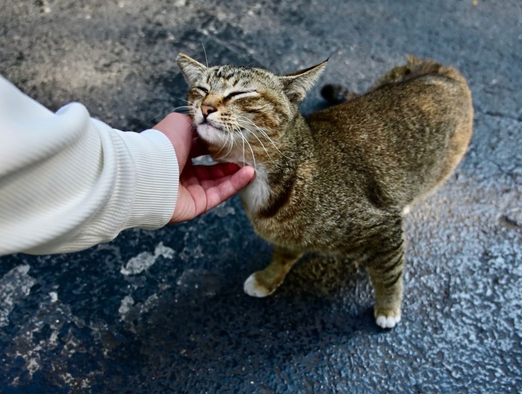 Close-up of a person gently petting a content cat on a pavement.