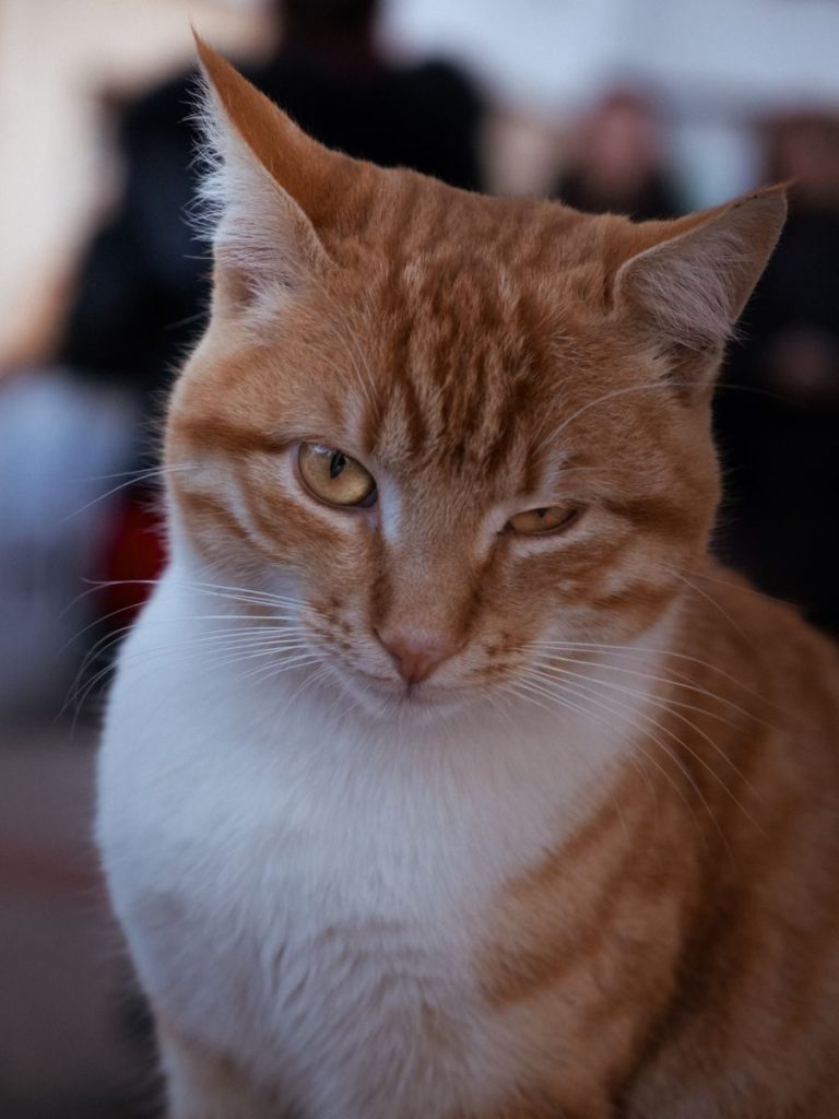 A close-up of a ginger tabby cat with an intense gaze, captured outdoors.