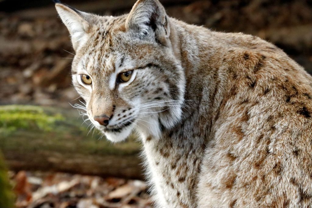Detailed image of a Eurasian lynx in its natural habitat, showcasing its majestic fur and intense gaze.