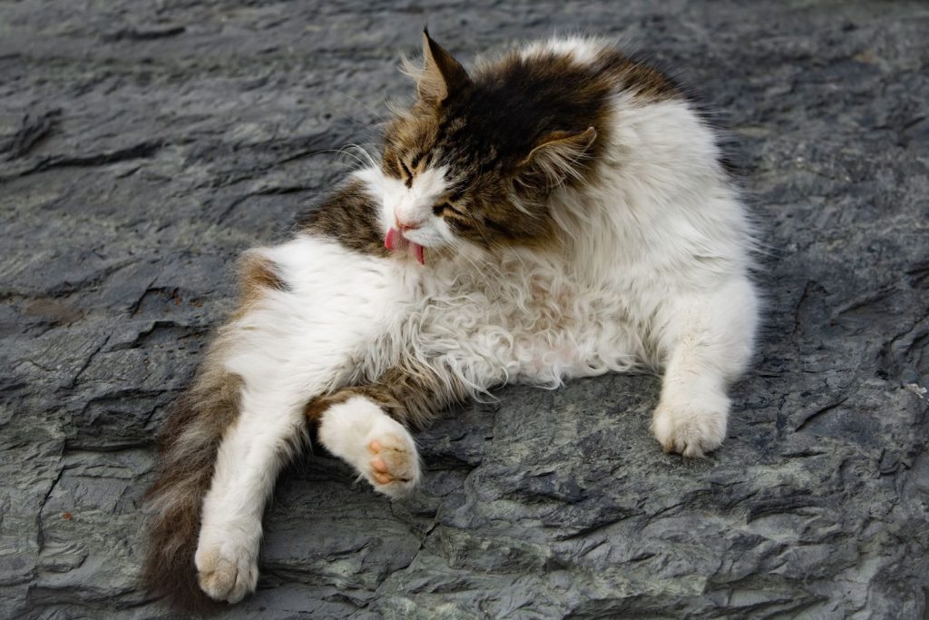 A fluffy cat leisurely grooming itself while lying on a rugged rocky surface.