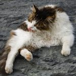 A fluffy cat leisurely grooming itself while lying on a rugged rocky surface.