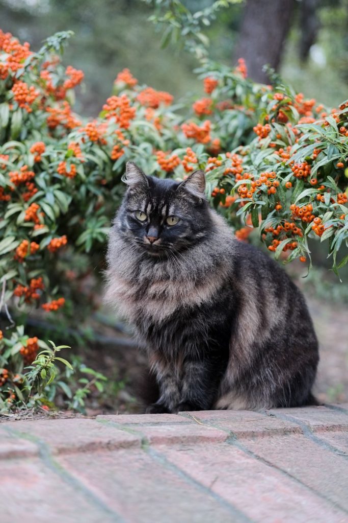 A serene fluffy cat sitting beside bright orange flowers in an Istanbul garden.