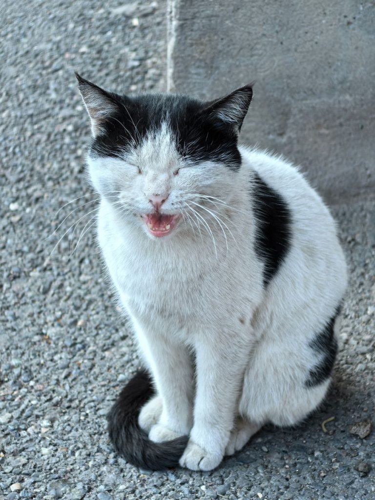 A black and white cat playfully squints on a sunny pavement.