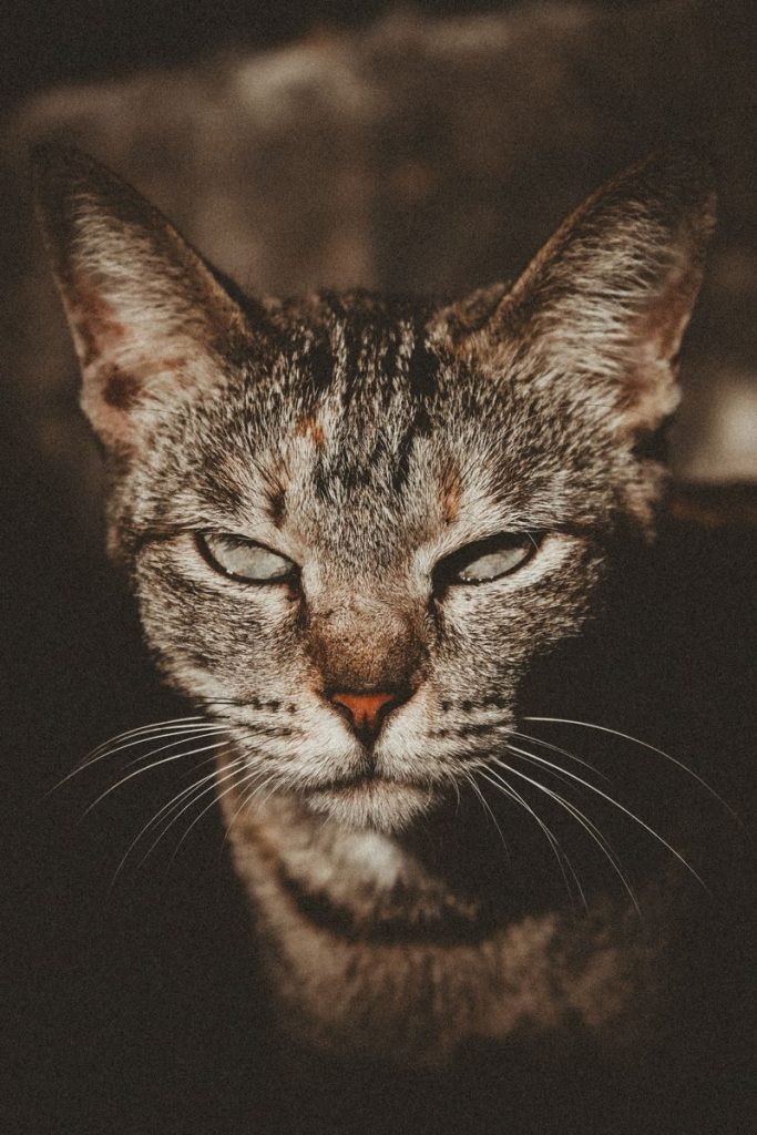 Intense close-up of a tabby cat gazing directly at the camera, showcasing its striking features.