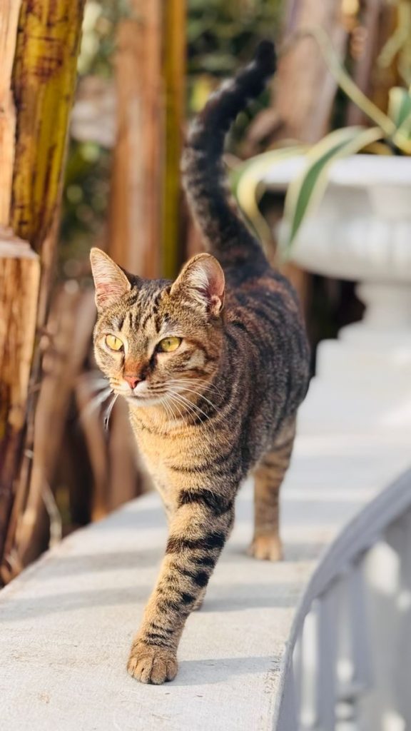 A tabby cat walking gracefully on a ledge in a sunlit garden.