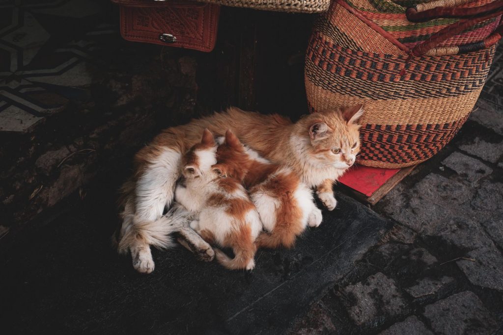 A ginger cat nursing kittens beside colorful woven baskets on a cobblestone street.