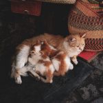 A ginger cat nursing kittens beside colorful woven baskets on a cobblestone street.