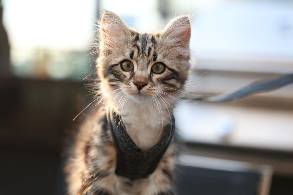 Adorable fluffy kitten in a harness enjoying the outdoors, showcasing its playful and curious nature.