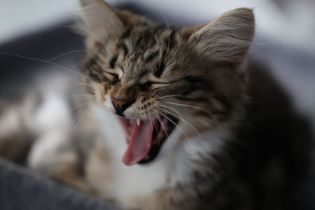 Adorable fluffy kitten yawning with eyes closed, showcasing its playful nature and soft fur.