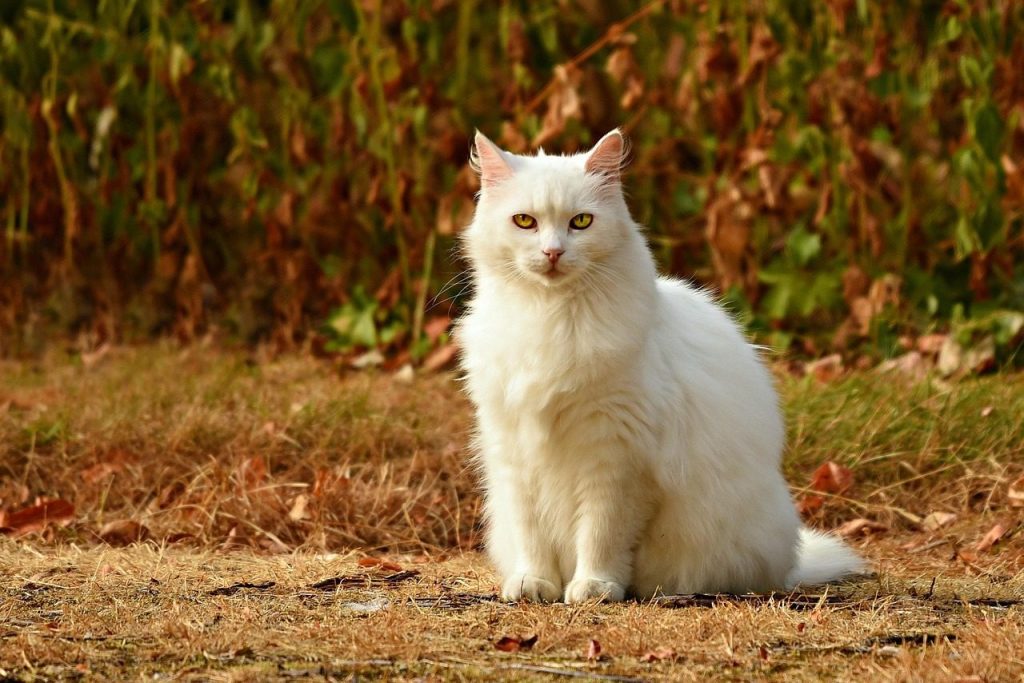 cat, pet, feline, animal, nature, fur, whiskers, kitty, sitting, outdoor, domestic, domestic cat, mammal, cat portrait, animal world