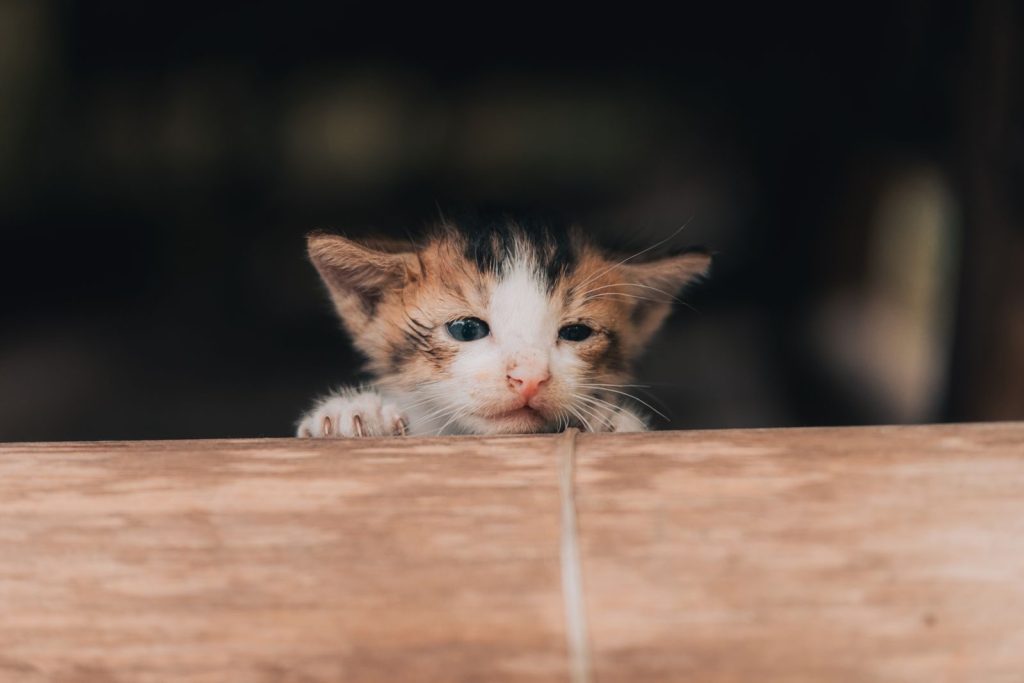 A charming calico kitten peeks over a wooden surface in a cozy indoor setting.