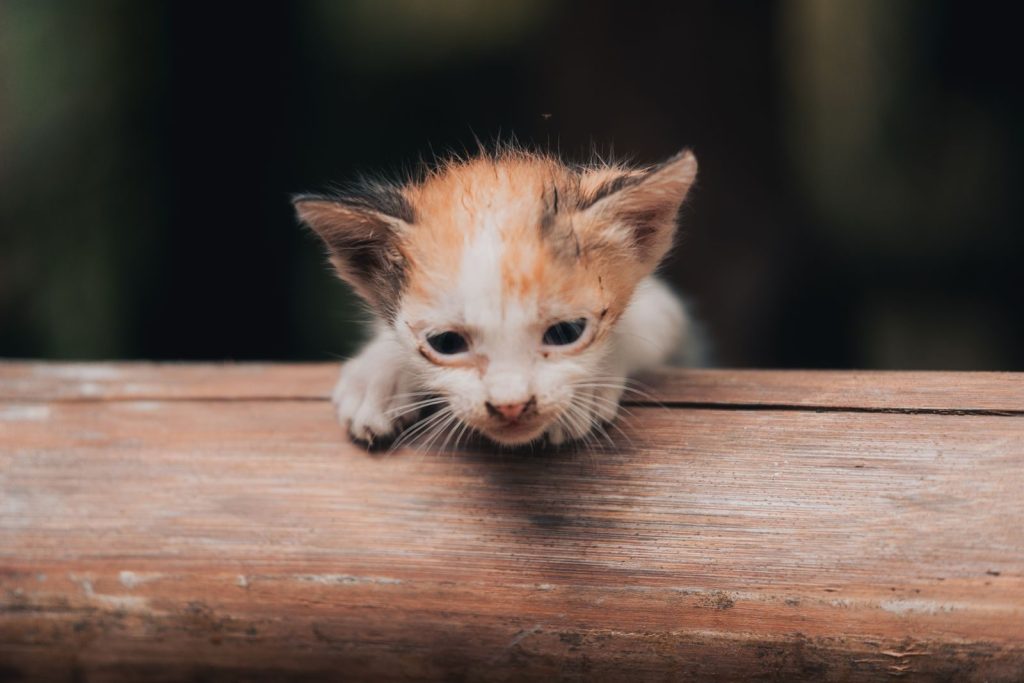 A cute calico kitten curiously peeks over a wooden ledge outdoors.