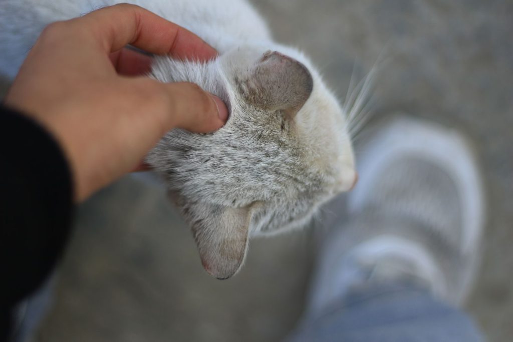 A close-up shot of a hand petting a light gray cat with blurred background.
