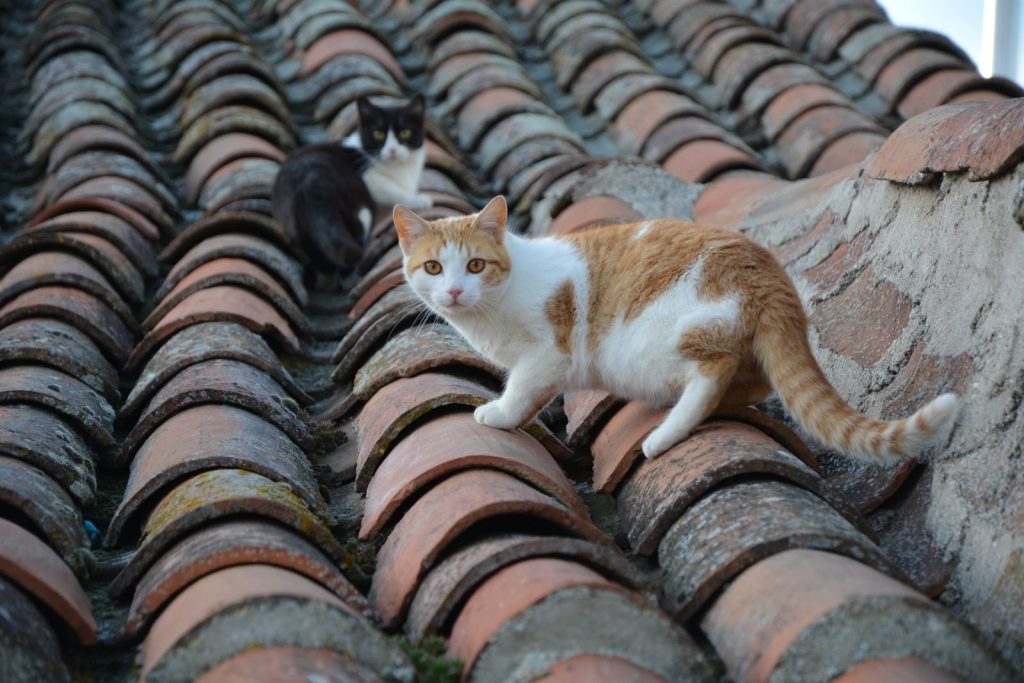 Two cats perched on a rustic tile roof looking intently at the camera, creating a charming scene.