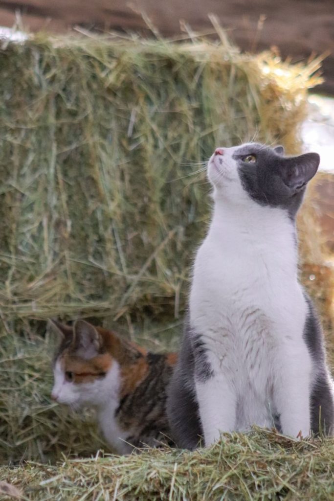 Two cats in a barn setting with hay bales, looking inquisitive and relaxed.