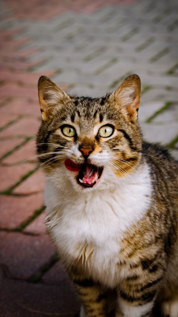 A striped cat with green eyes sticks its tongue out on a paved path in Türkiye.