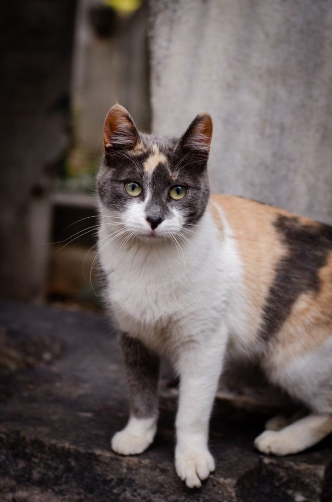 A calico cat stands on stone steps in an Istanbul street.