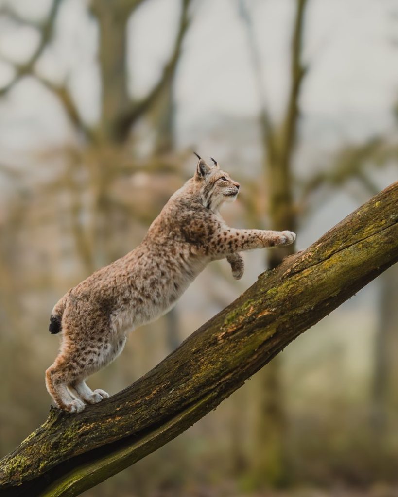 Graceful lynx balancing on a slanted tree trunk in a serene forest setting. Perfect capture of nature's elegance.