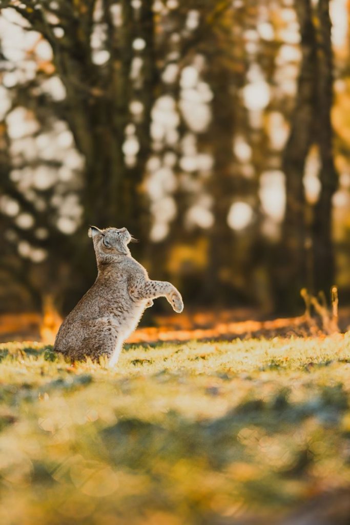 A bobcat stands alert in an autumn forest, basking in warm sunlight.