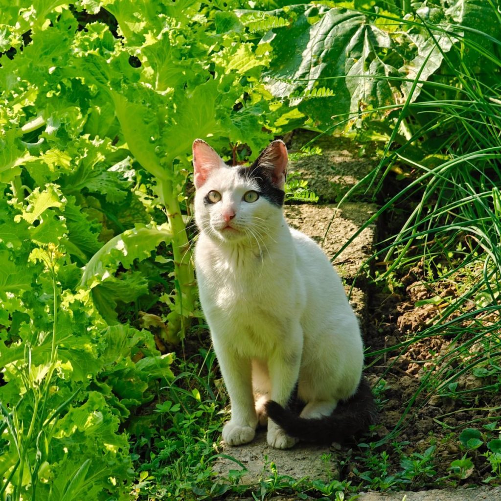 A curious white and black cat sits alertly amidst lush garden vegetation on a sunny day.