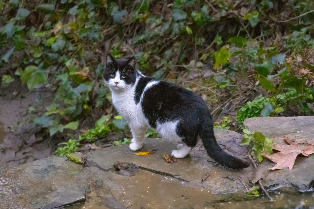 A black and white cat exploring a leafy garden in İstanbul, Türkiye