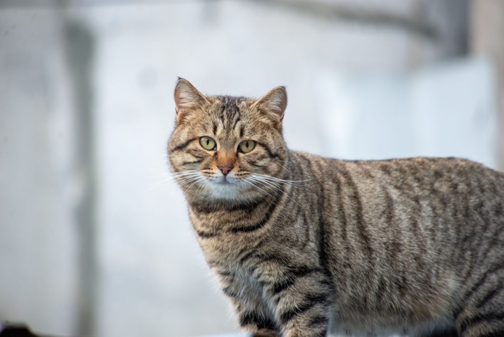 A striped domestic cat photographed outdoors with a soft background.