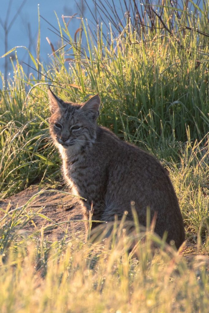 A young bobcat sits in the grass during sunrise in Sacramento, California.