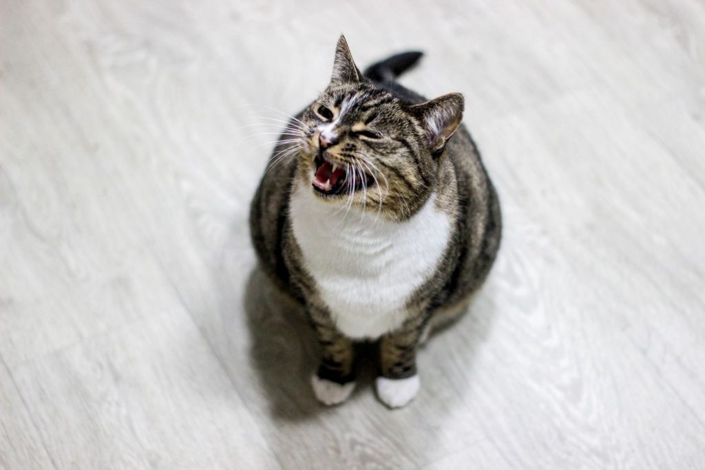 Close-up of a tabby cat with white chest meowing on a wooden floor indoors.
