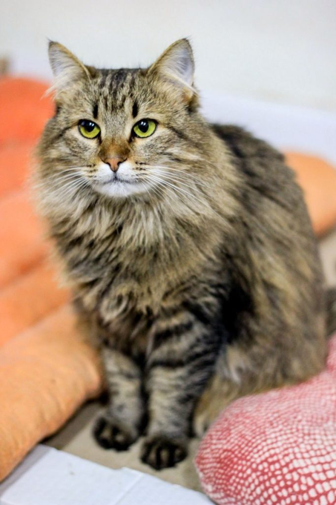 Portrait of a fluffy Maine Coon cat sitting indoors, exuding calm presence.