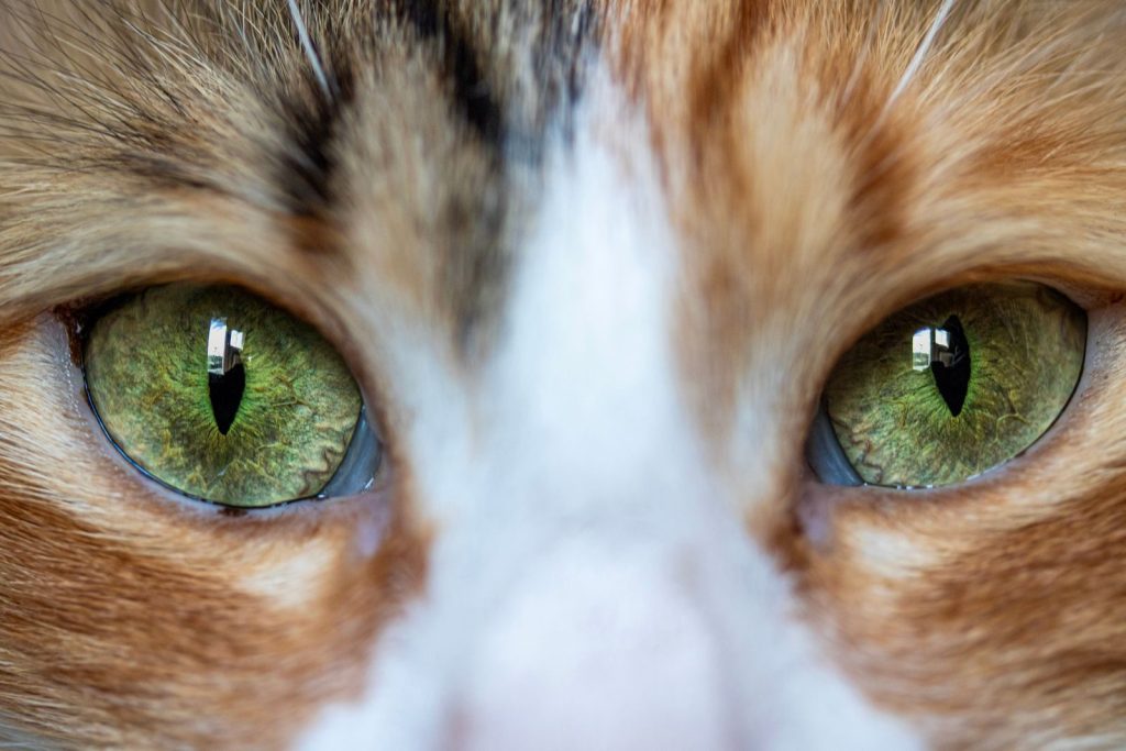 Detailed close-up of a cat's eyes showing vivid green irises and a reflection, showcasing intricate details.