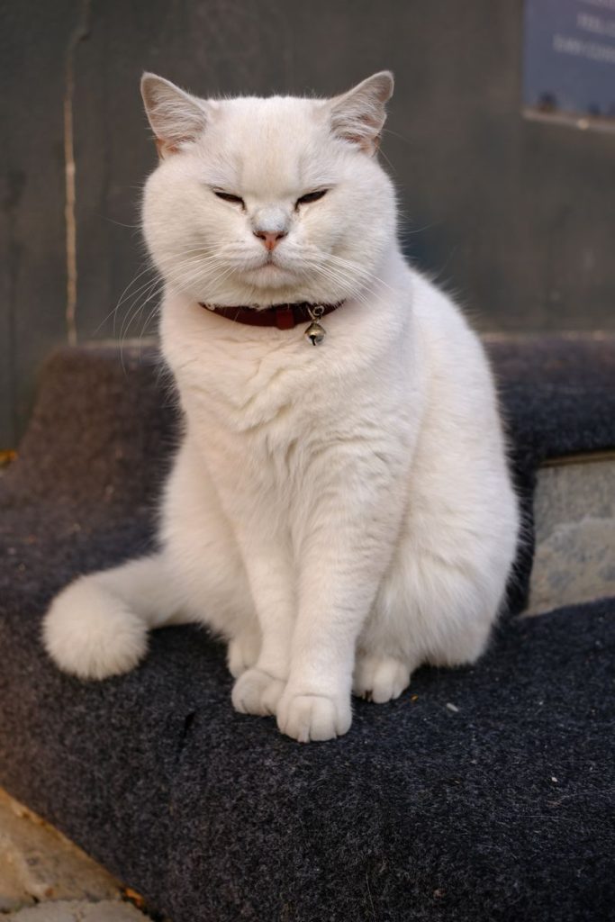 A serene British Shorthair cat with white fur sitting on grey outdoor steps.
