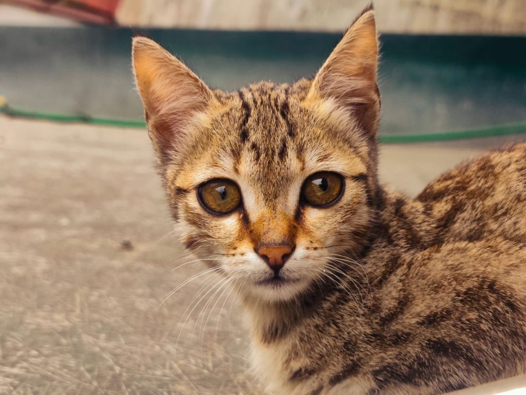 Adorable close-up of a tabby cat with striking eyes looking directly at the camera.