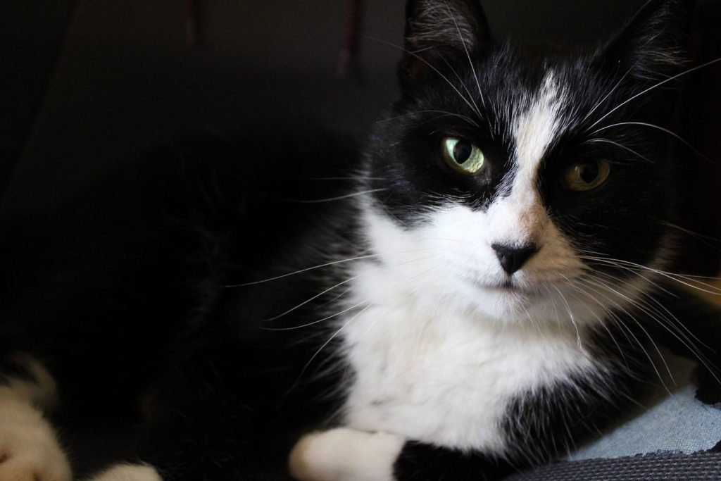 A close-up shot of a relaxed black and white cat laying indoors.