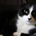 A close-up shot of a relaxed black and white cat laying indoors.