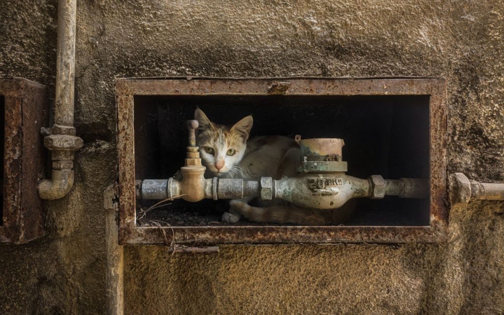 A cat curled up inside a rusty utility box on an outdoor wall, creating a unique urban hiding spot.