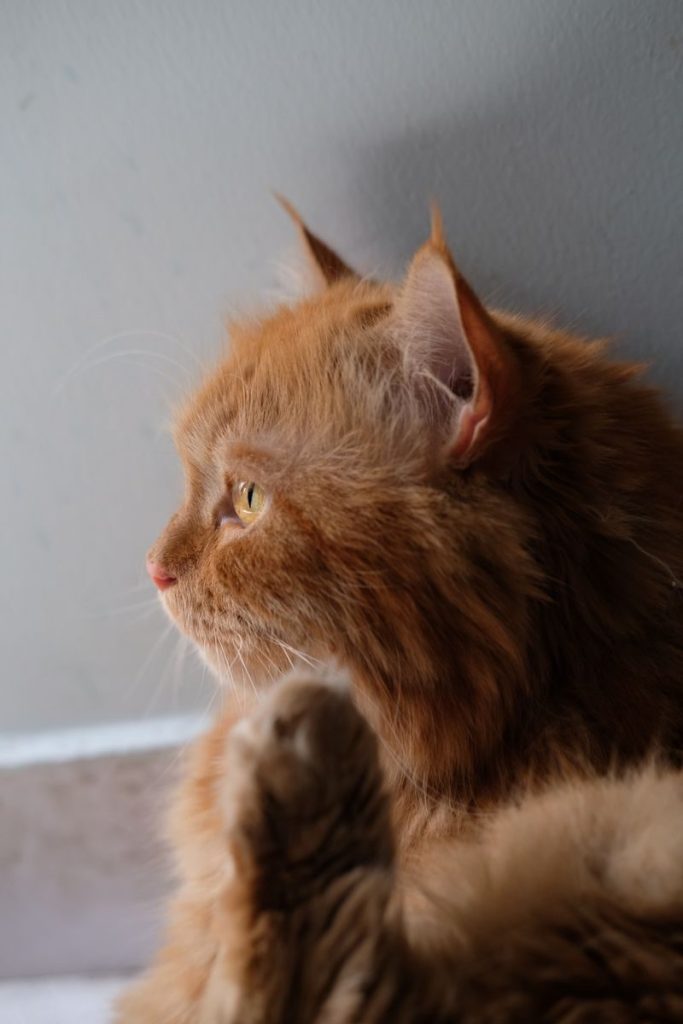 Detailed photo of a ginger Persian cat relaxing indoors with soft afternoon light.