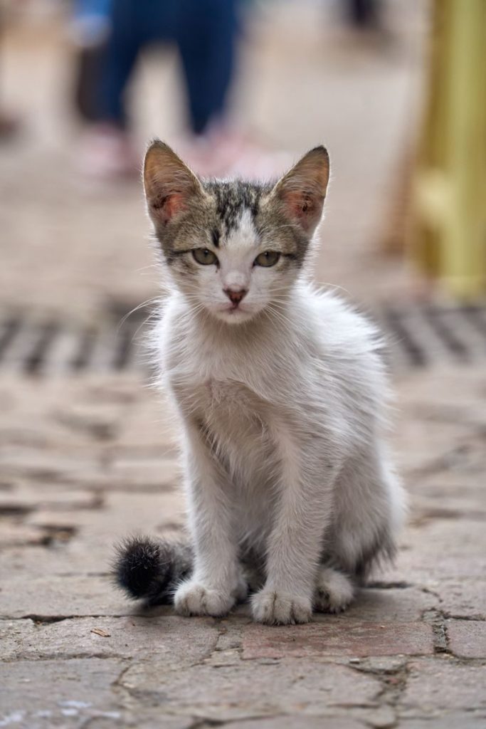 Cute kitten sitting on a cobblestone street in Essaouira, Morocco.
