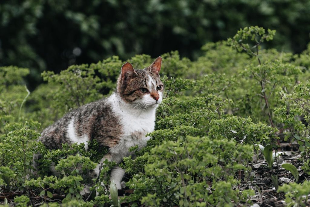 A tabby cat sitting among lush green vegetation in a garden setting.