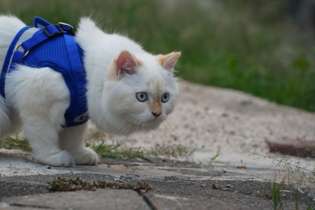 A fluffy white cat exploring outdoors in a blue harness, showcasing its curious nature.