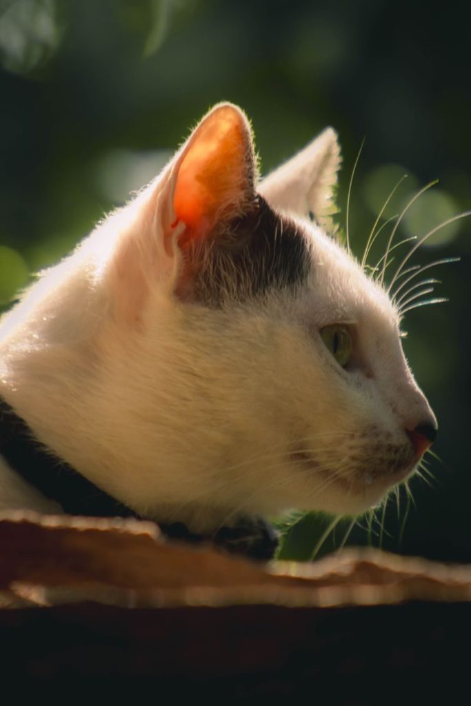 Side profile of a domestic cat in natural sunlight, highlighting its whiskers and ears.